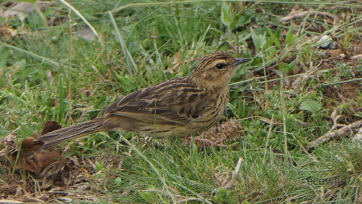 Nilgiri Pipit - ML634975570