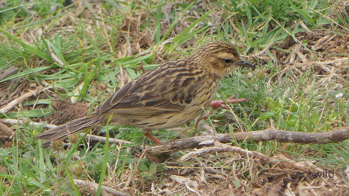 Nilgiri Pipit - ML634975571