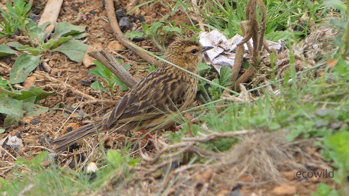 Nilgiri Pipit - ML634975572