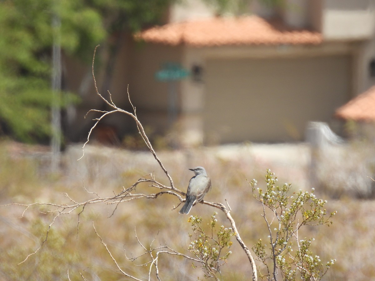 Western Kingbird - ML634975623