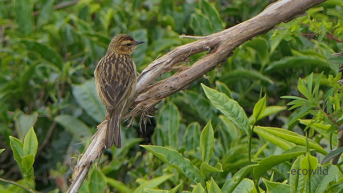 Nilgiri Pipit - ML634975628