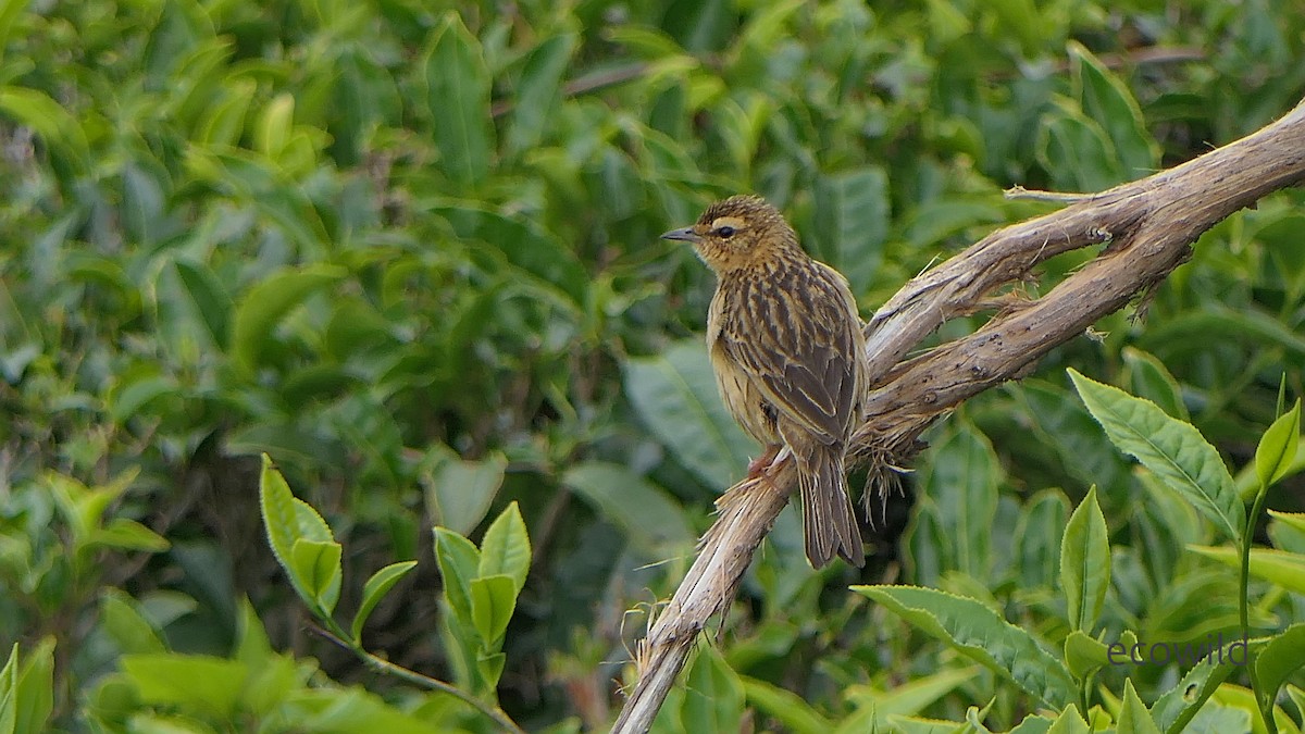Nilgiri Pipit - ML634975630