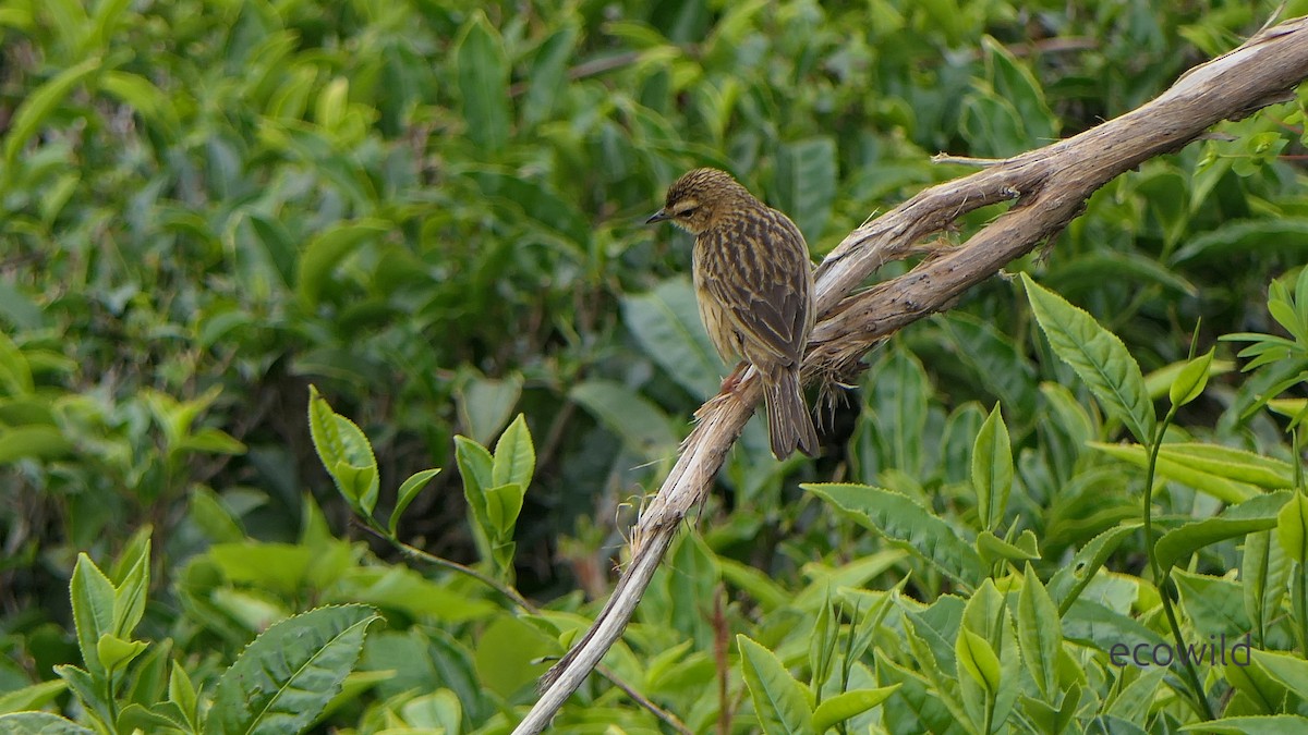 Nilgiri Pipit - ML634975631