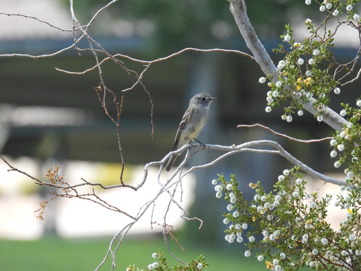 Empidonax sp. - ML634975693