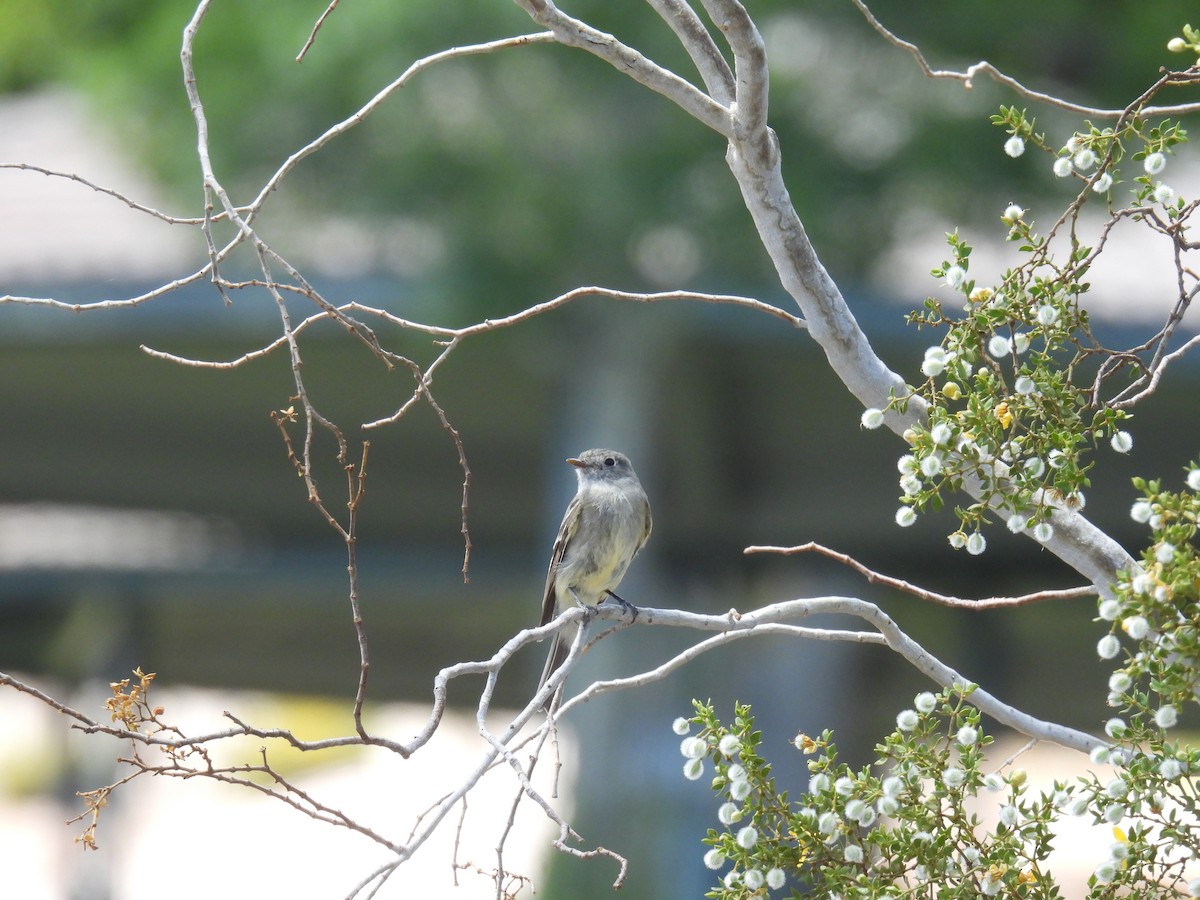 Empidonax sp. - ML634975694