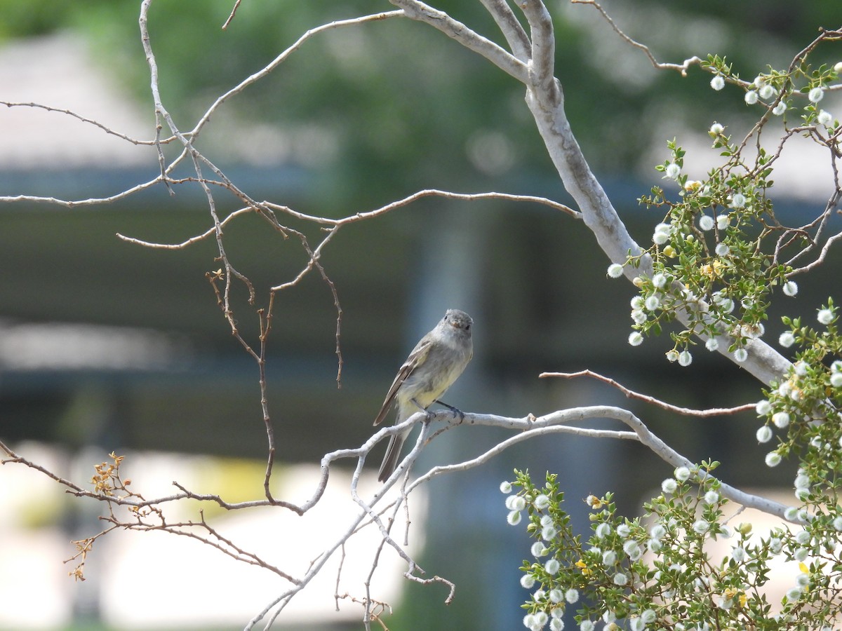 Empidonax sp. - ML634975695