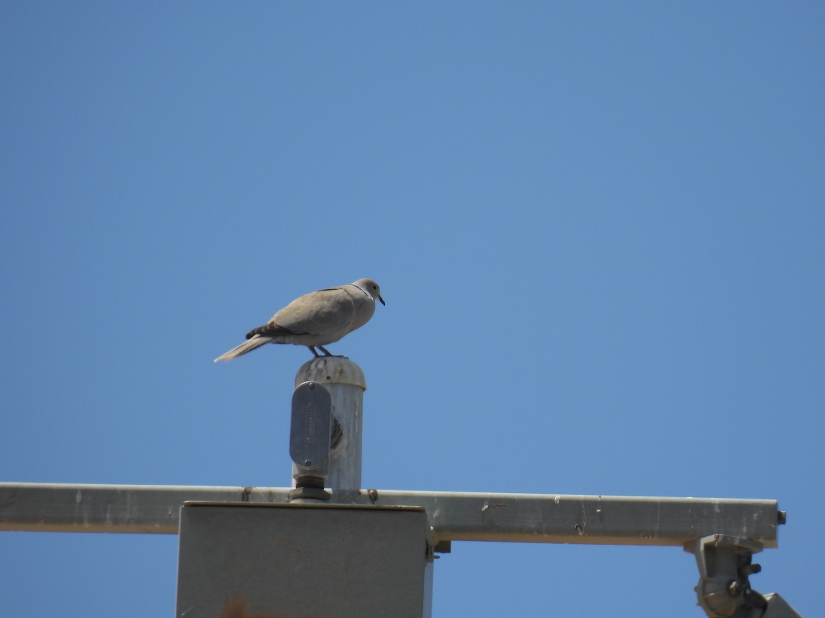 Буулгат хүүрзгэнэ - ML634975783