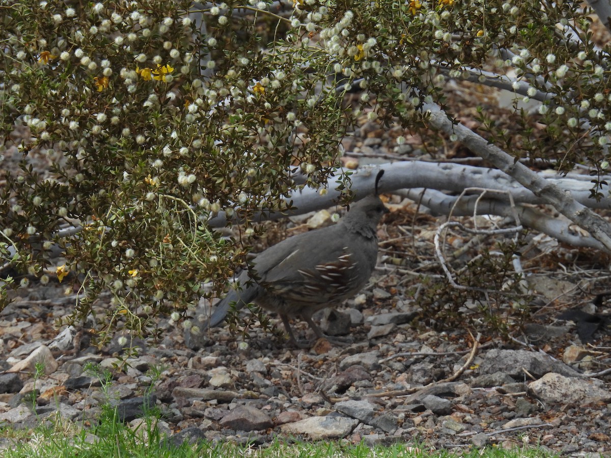 Gambel's Quail - ML634975834