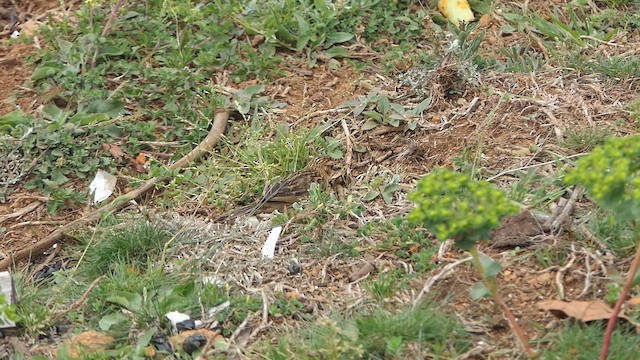 Nilgiri Pipit - ML634975877