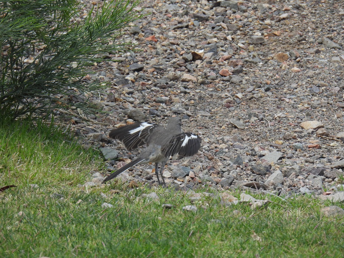 Northern Mockingbird - ML634975894