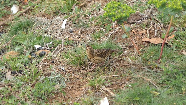 Nilgiri Pipit - ML634975899