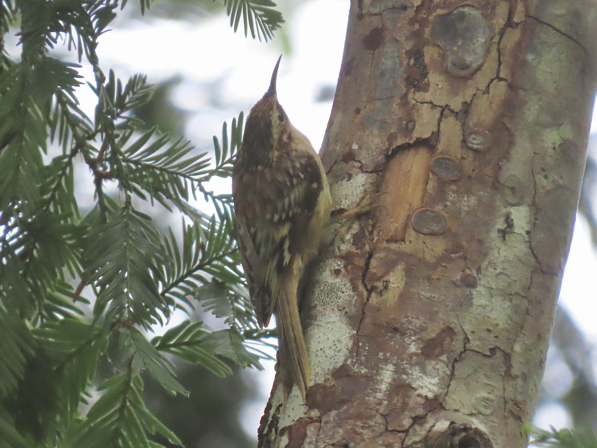 Brown Creeper - ML634975924