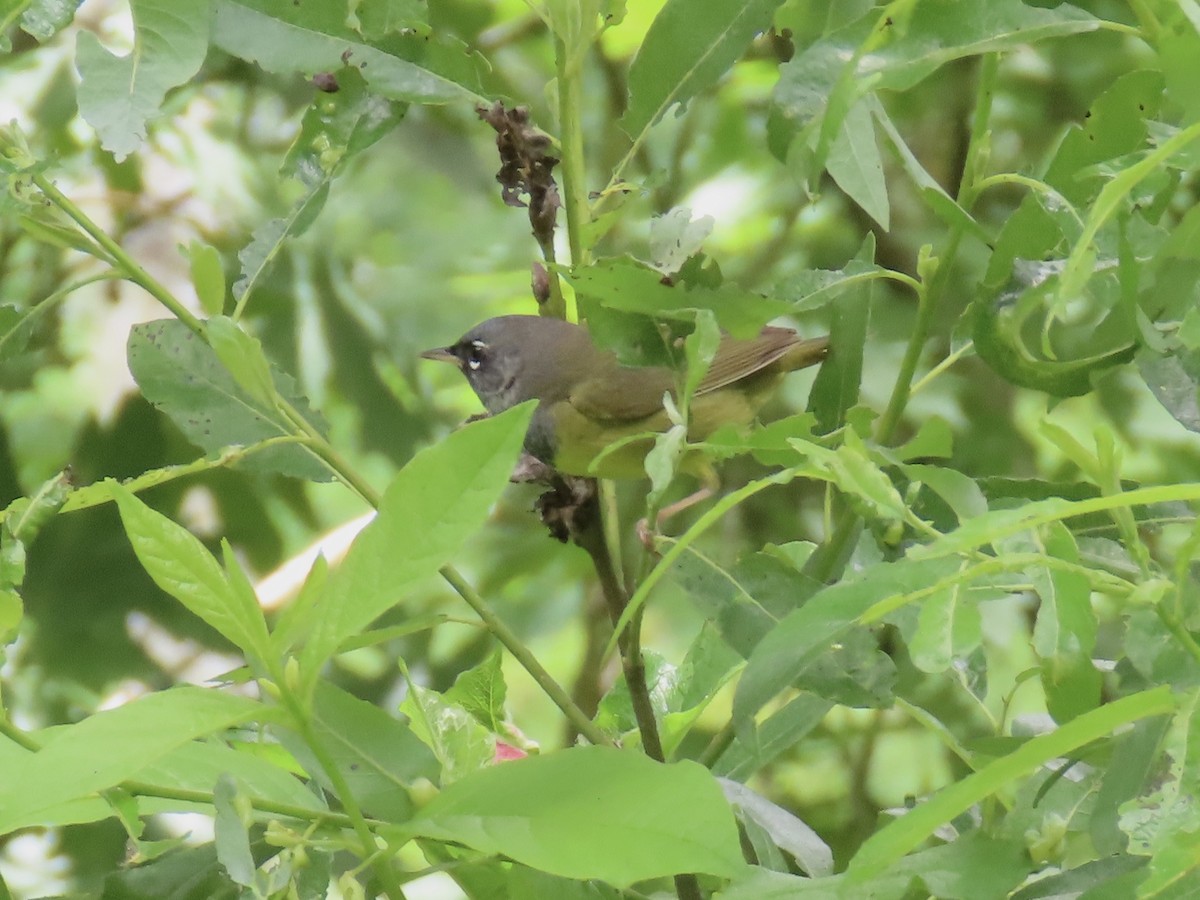 MacGillivray's Warbler - ML634975996