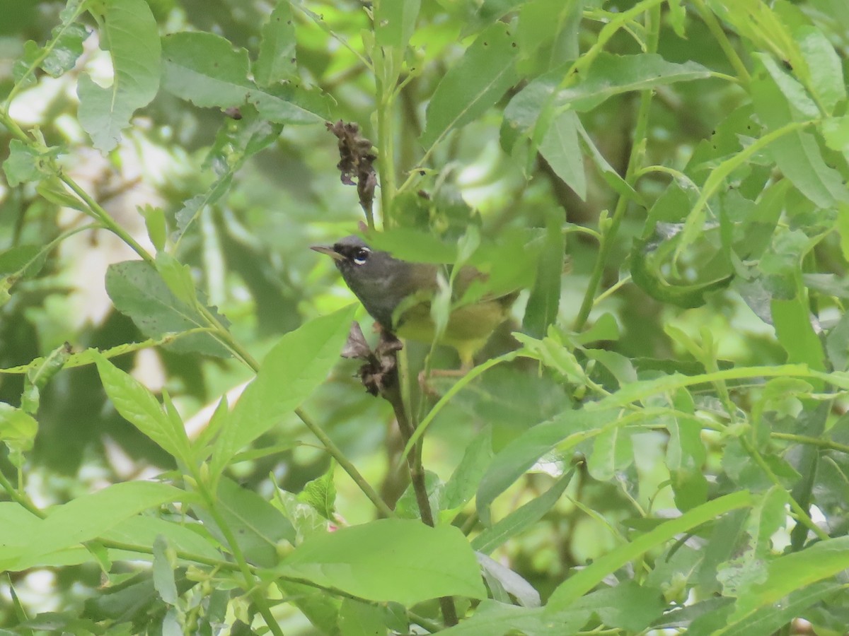 MacGillivray's Warbler - ML634975997