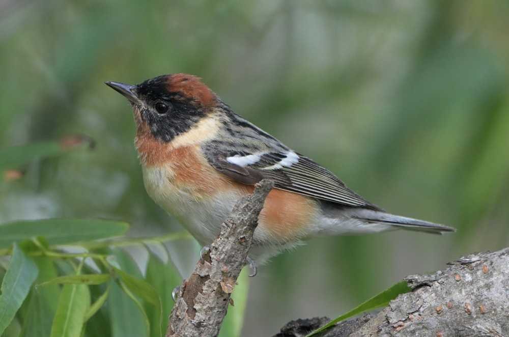 Bay-breasted Warbler - ML634976038