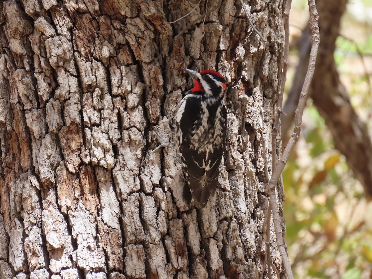 アカエリシルスイキツツキ - ML634976133
