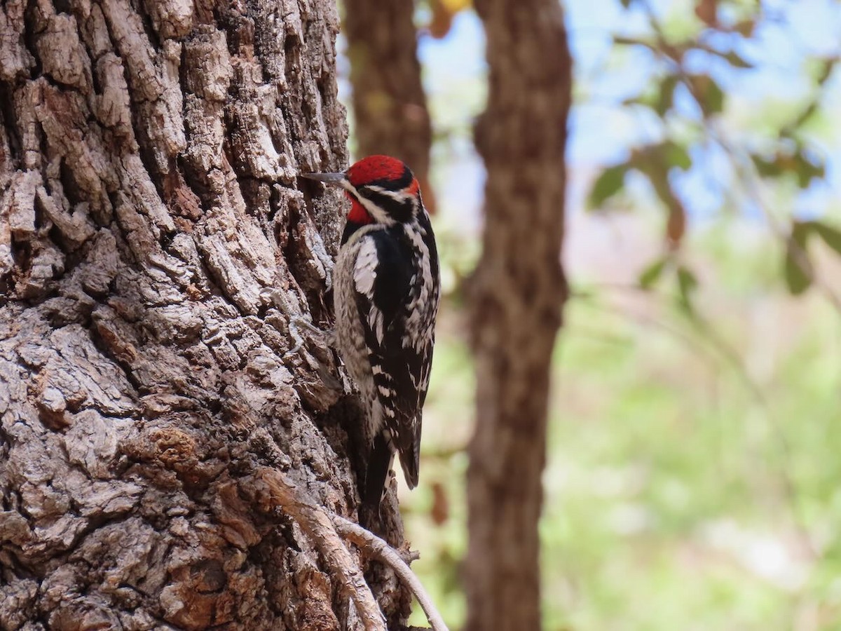アカエリシルスイキツツキ - ML634976134