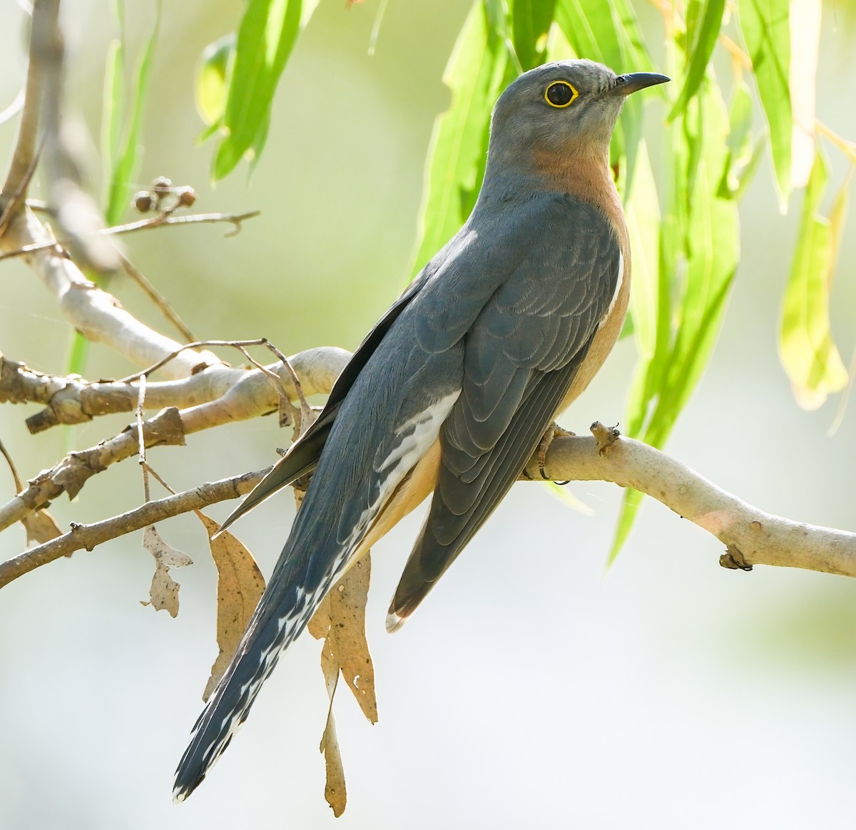 Fan-tailed Cuckoo - ML634976195