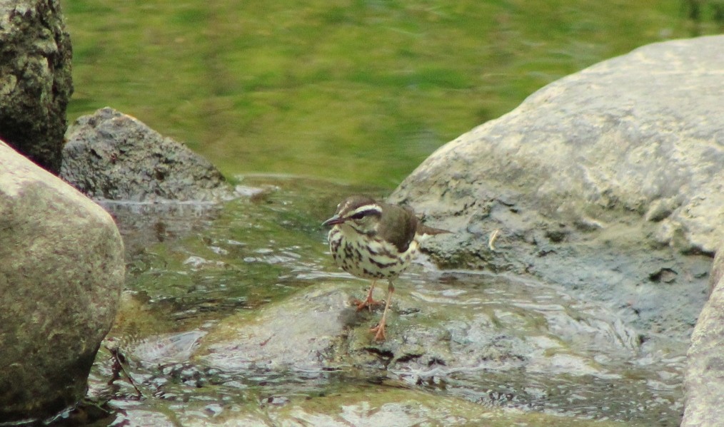 Louisiana Waterthrush - ML634976226