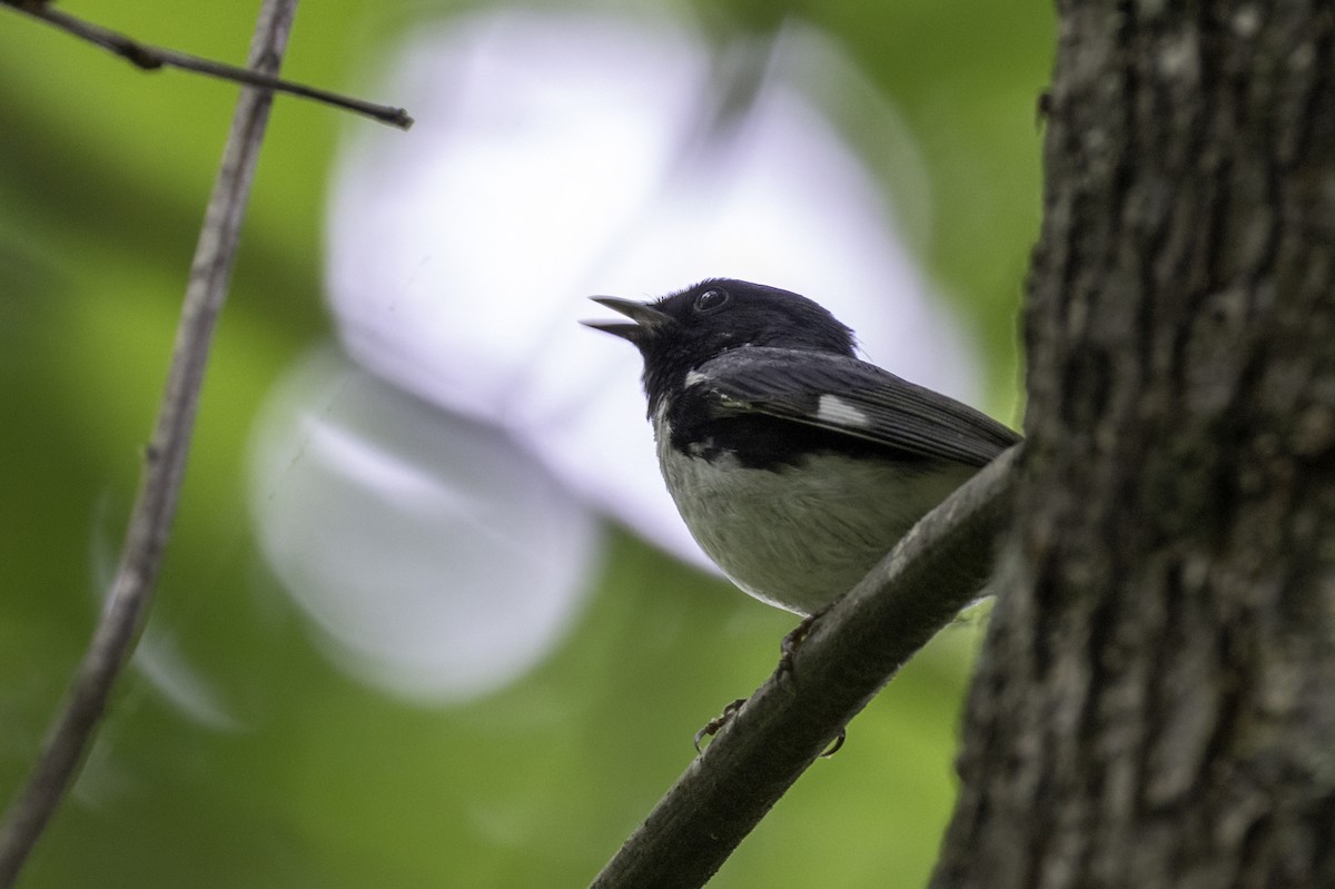 Black-throated Blue Warbler - ML634976288