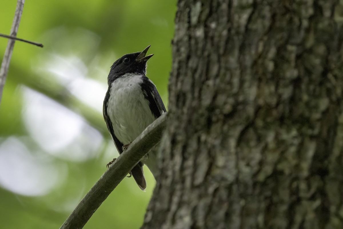 Black-throated Blue Warbler - ML634976289