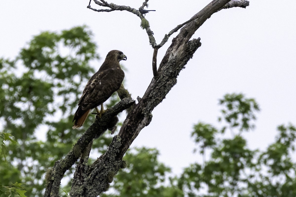 Red-tailed Hawk - ML634976315