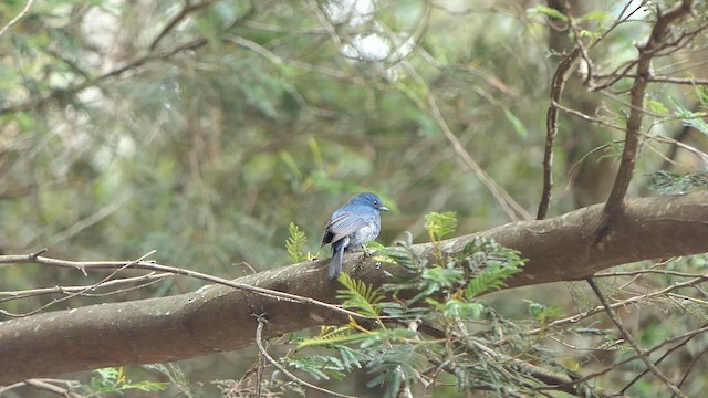 Nilgiri Flycatcher - ML634976334