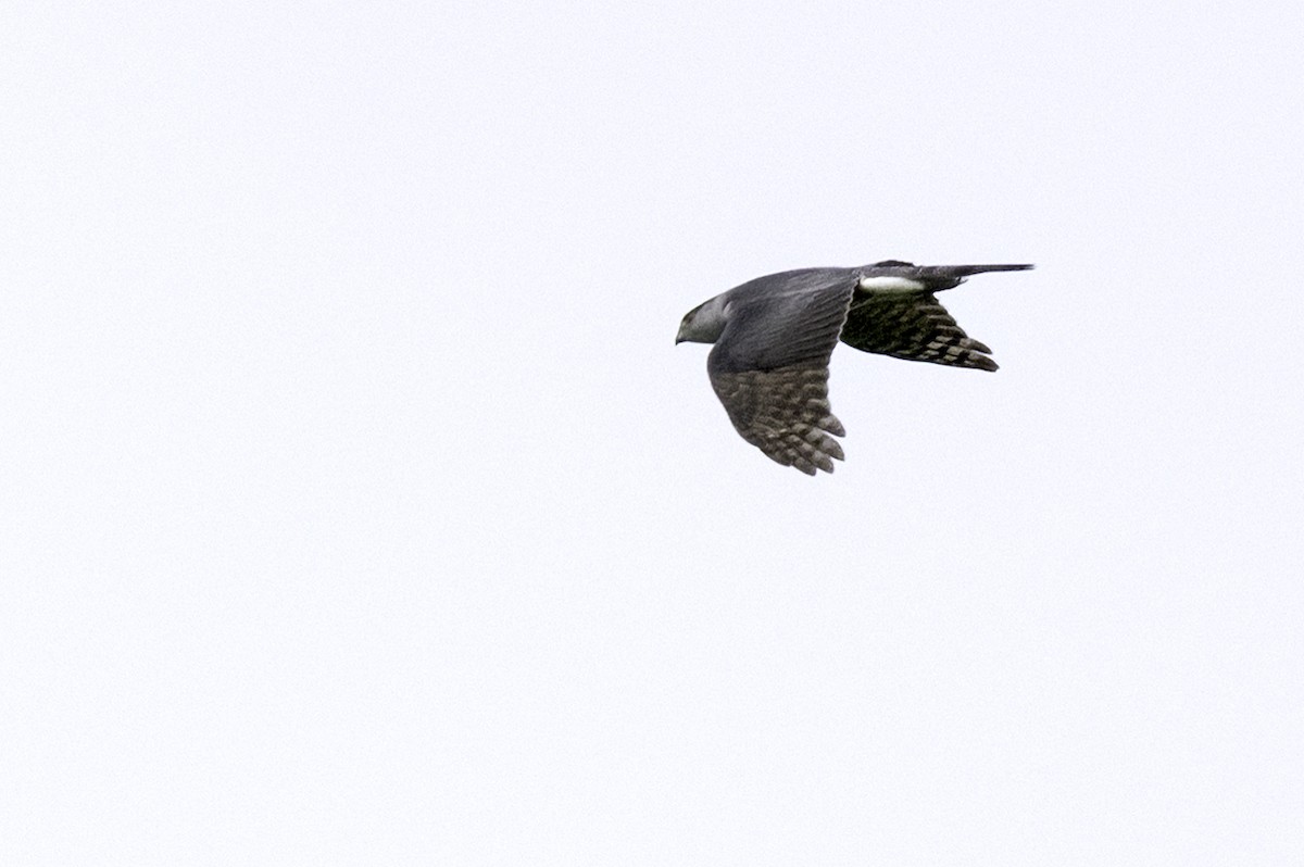 Cooper's Hawk - ML634976351