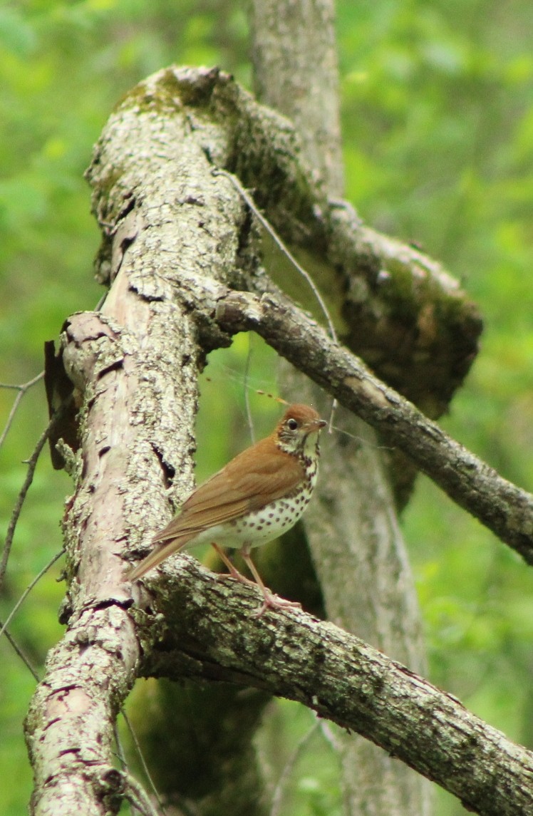 Wood Thrush - ML634976353