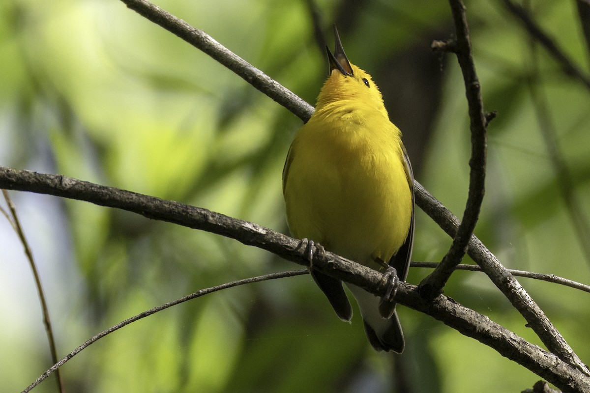 Prothonotary Warbler - ML634976399