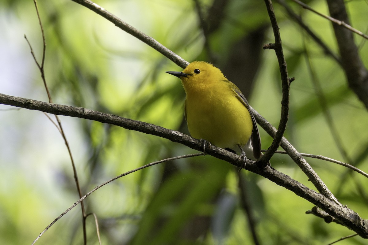 Prothonotary Warbler - ML634976403
