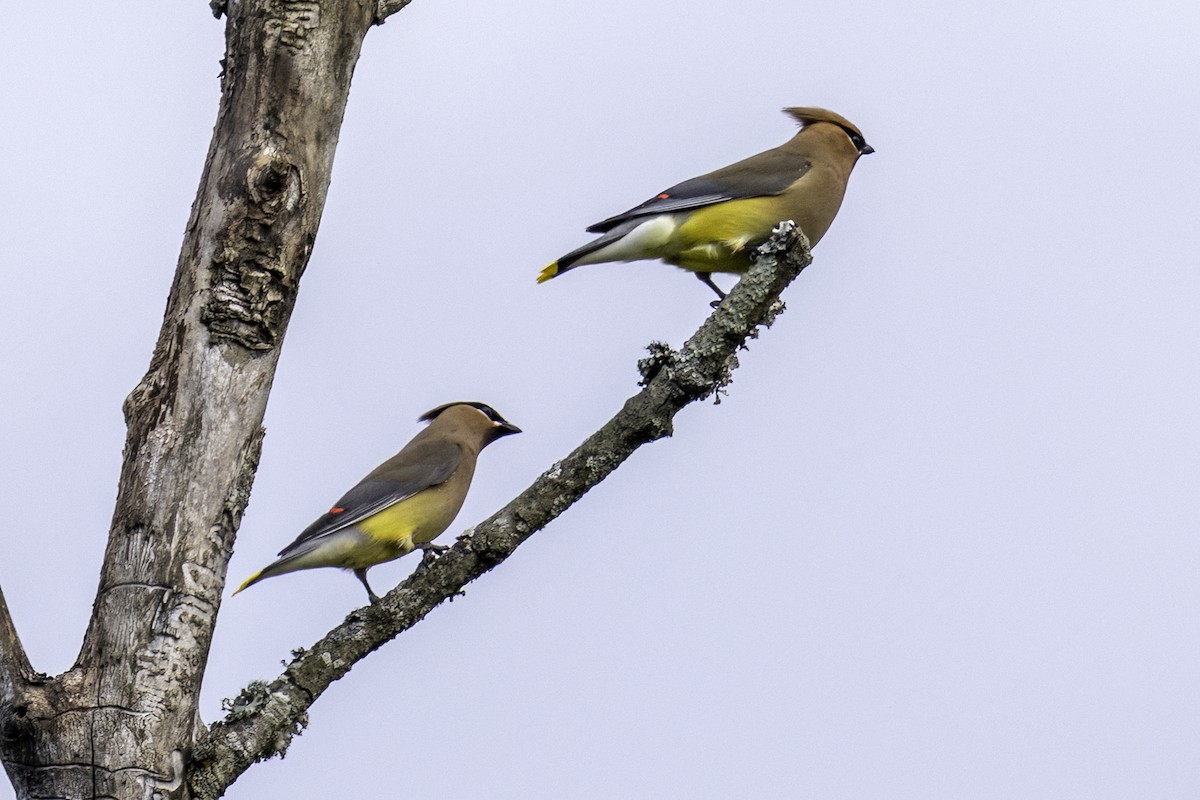 Cedar Waxwing - ML634976517