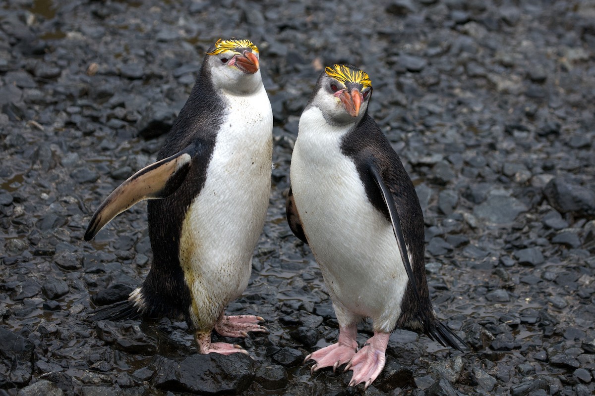 Royal Penguin - ML634976558