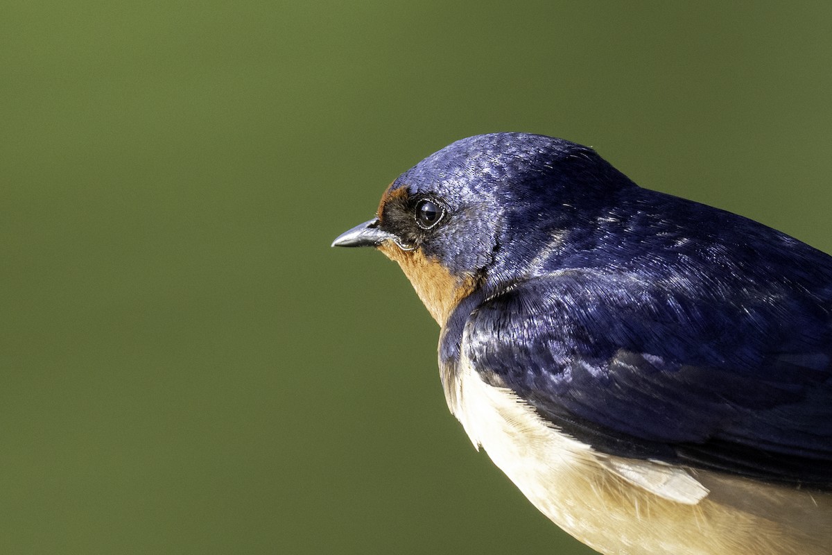 Barn Swallow - ML634976618