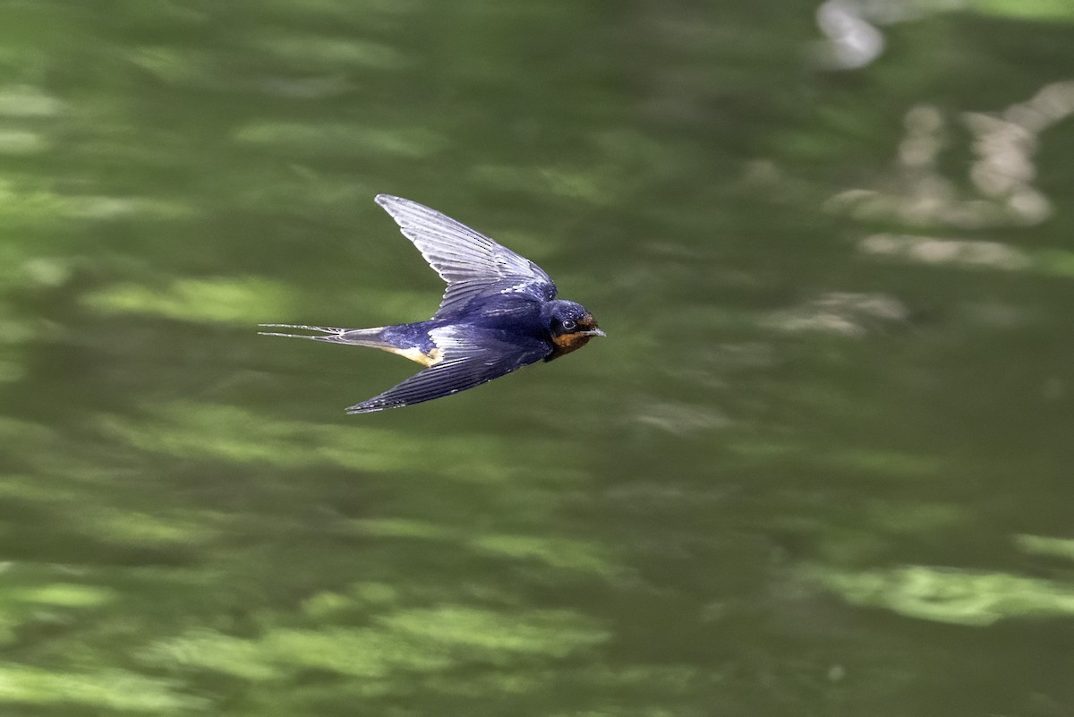 Barn Swallow - ML634976619