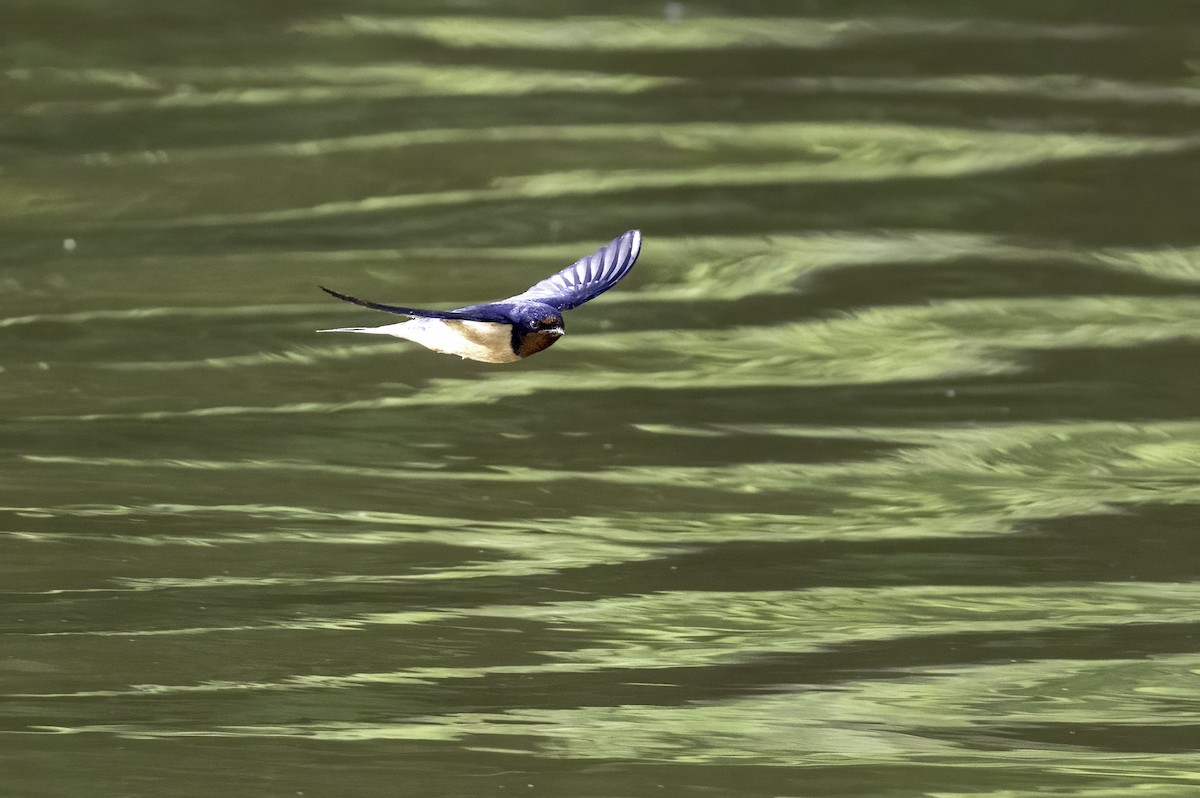 Barn Swallow - ML634976621