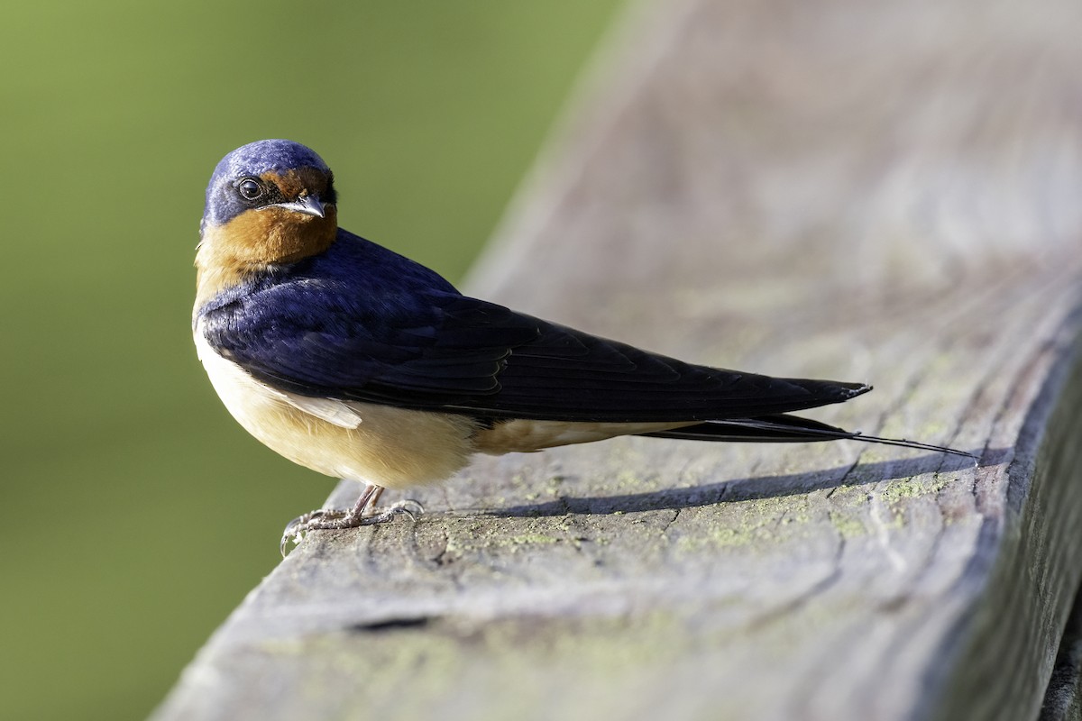 Barn Swallow - ML634976623