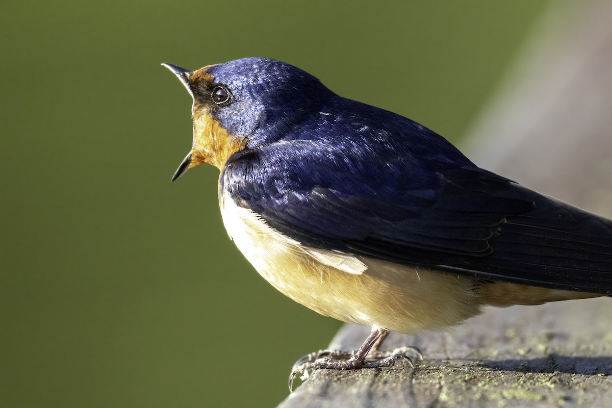 Barn Swallow - ML634976624