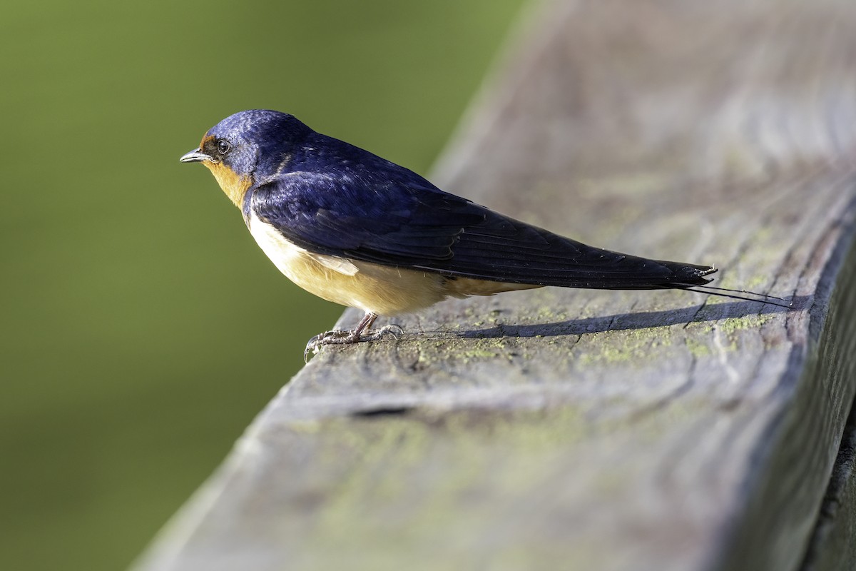 Barn Swallow - ML634976625