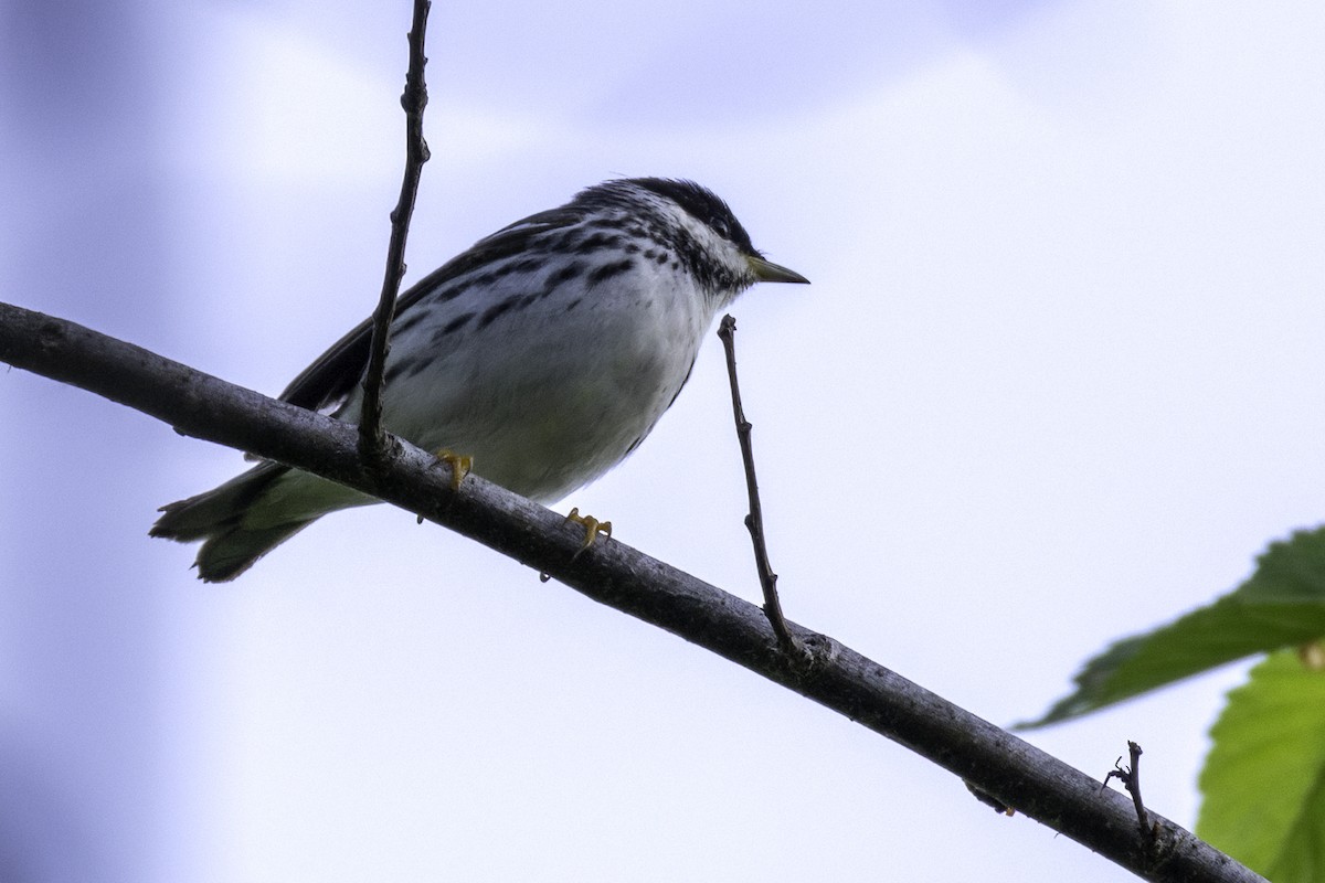 Blackpoll Warbler - ML634976640