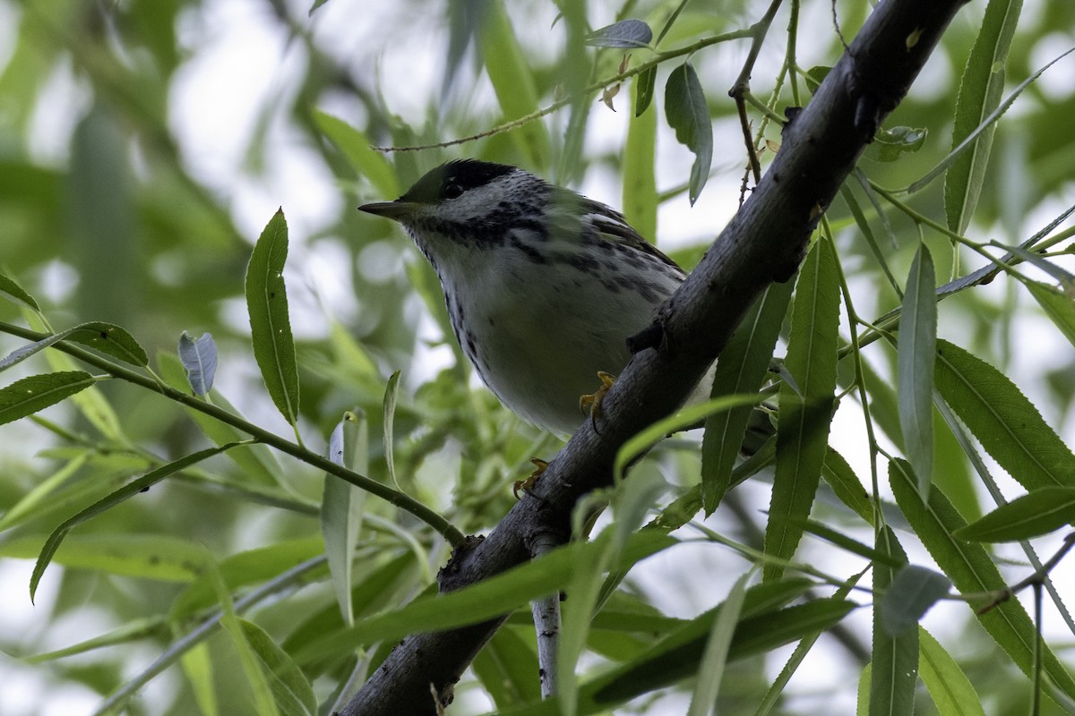 Blackpoll Warbler - ML634976641