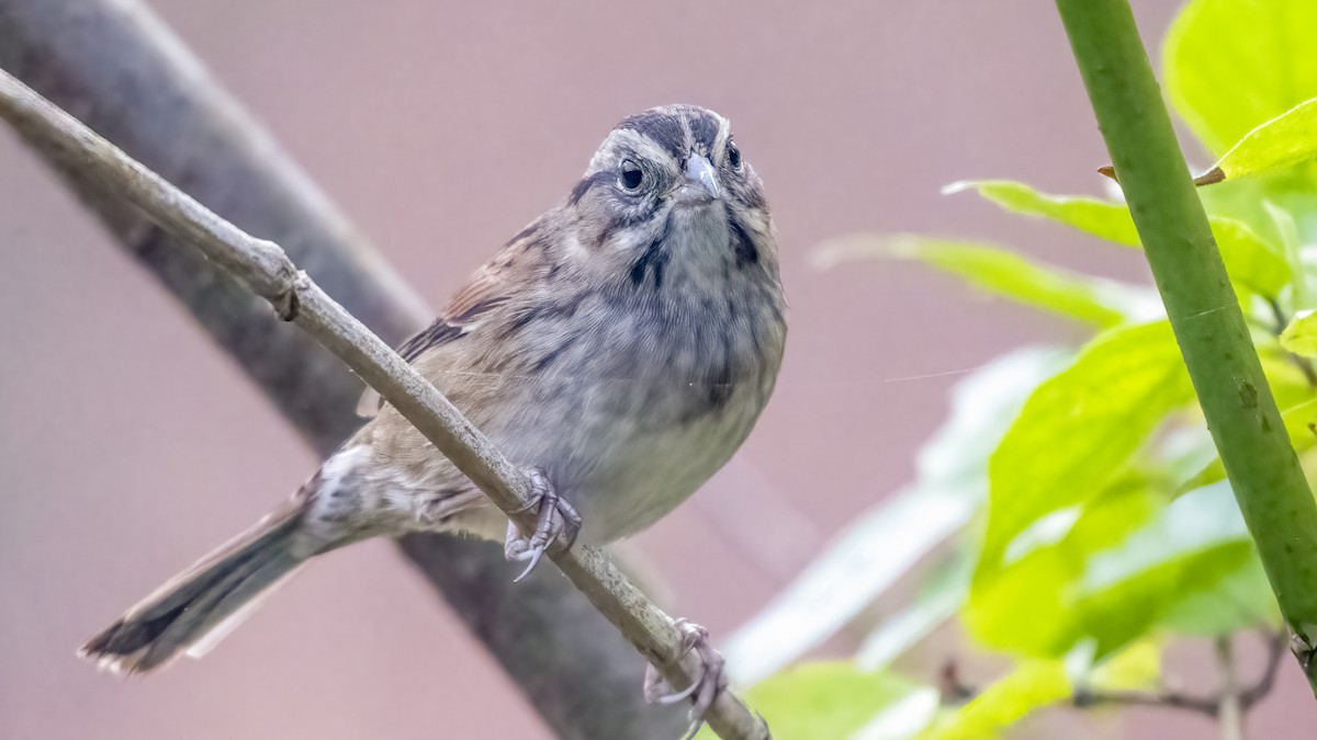 Swamp Sparrow - ML634976685