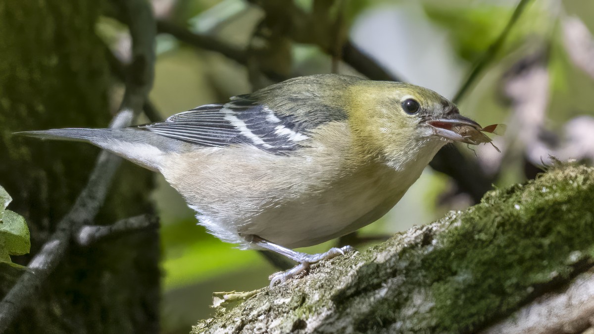 Bay-breasted Warbler - ML634976705