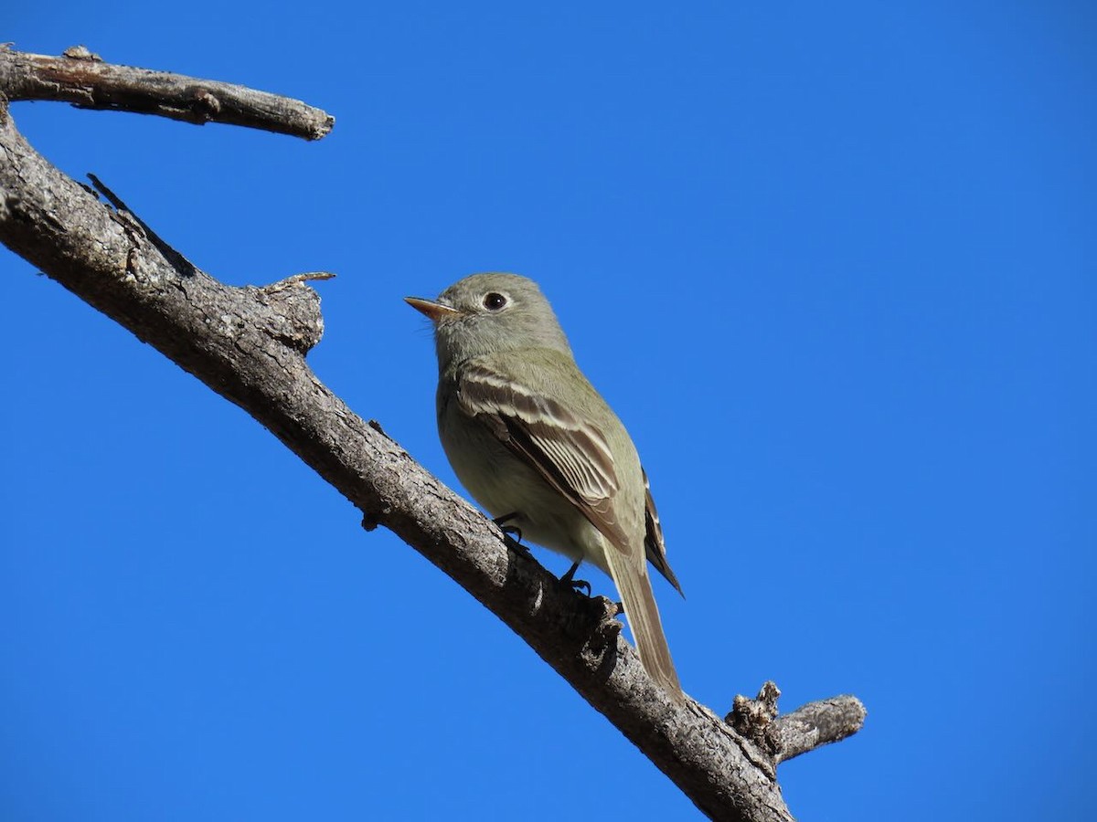 ハモンドメジロハエトリ - ML634976706