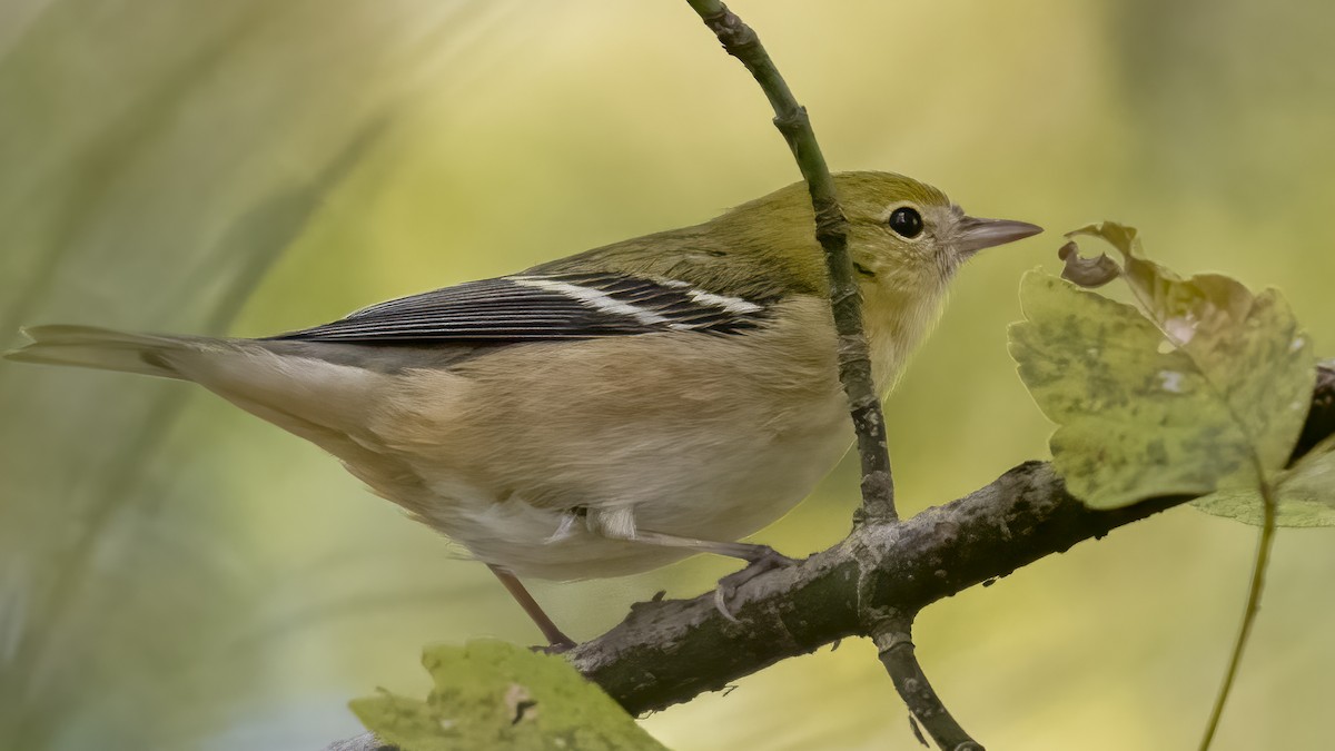 Bay-breasted Warbler - ML634976713