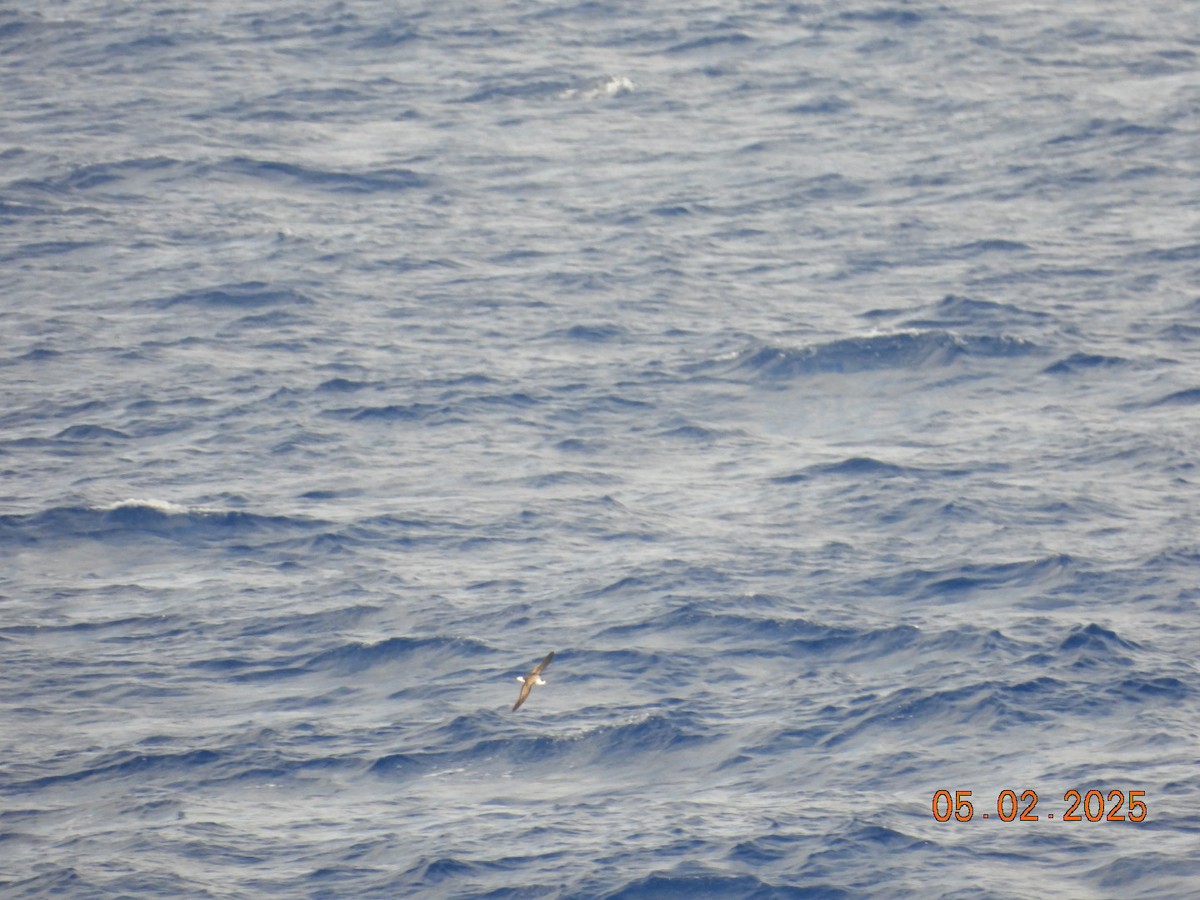 Black-capped Petrel - ML634976723
