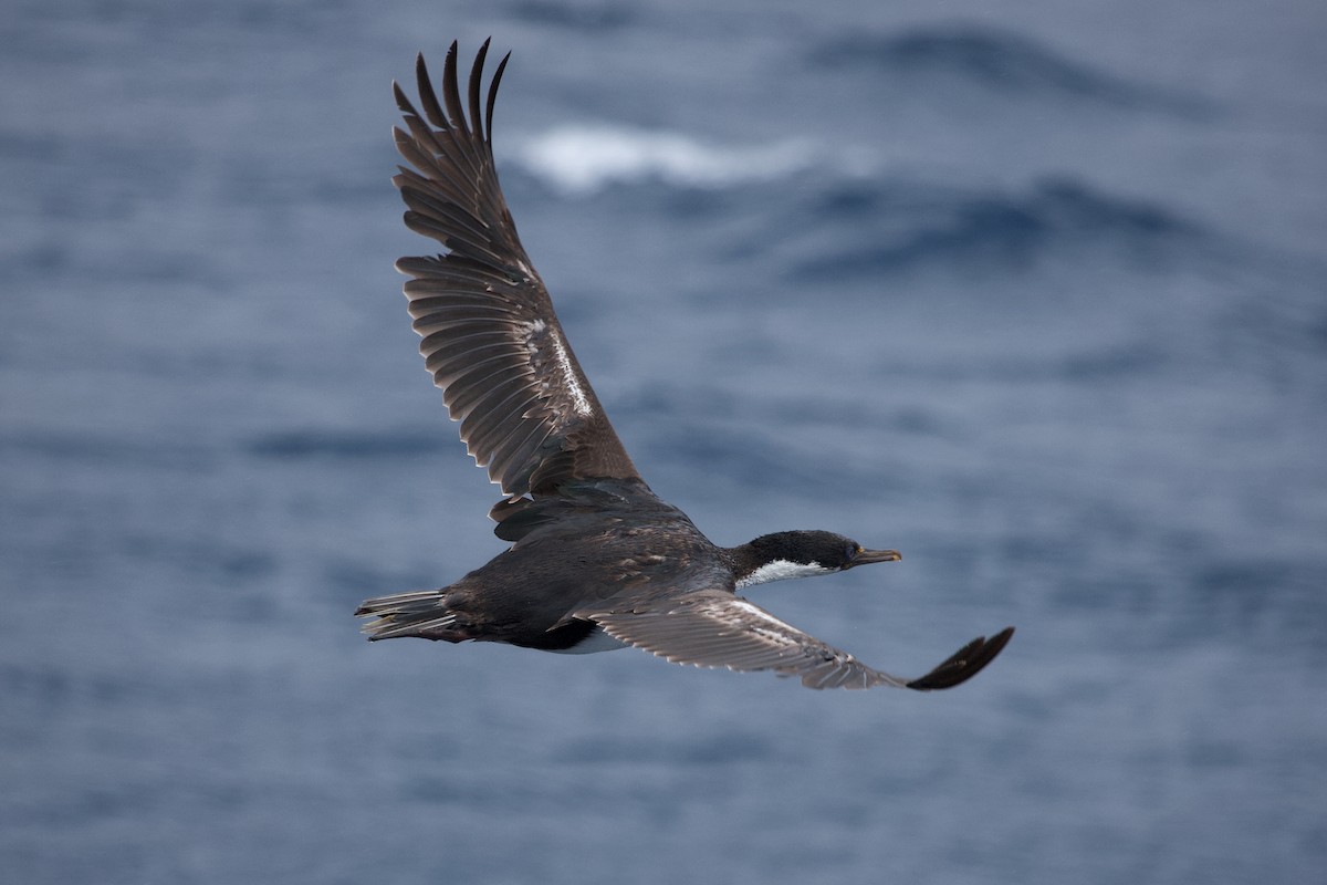 Macquarie Shag - ML634976799
