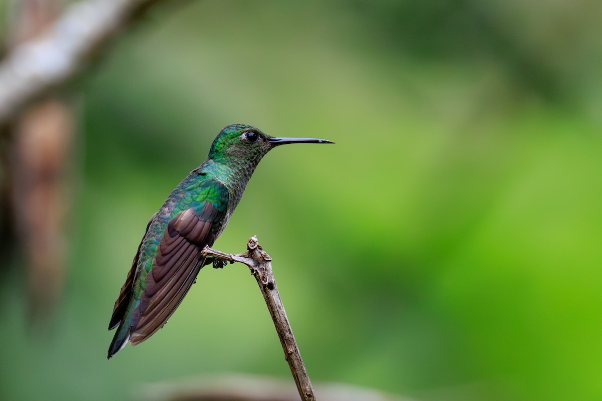 Colibri de Cuvier - ML634976862