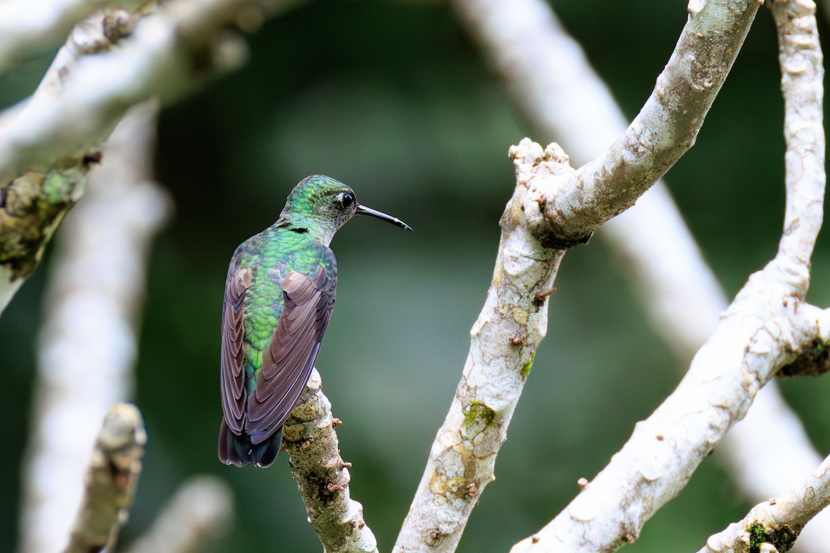 Colibri de Cuvier - ML634976863