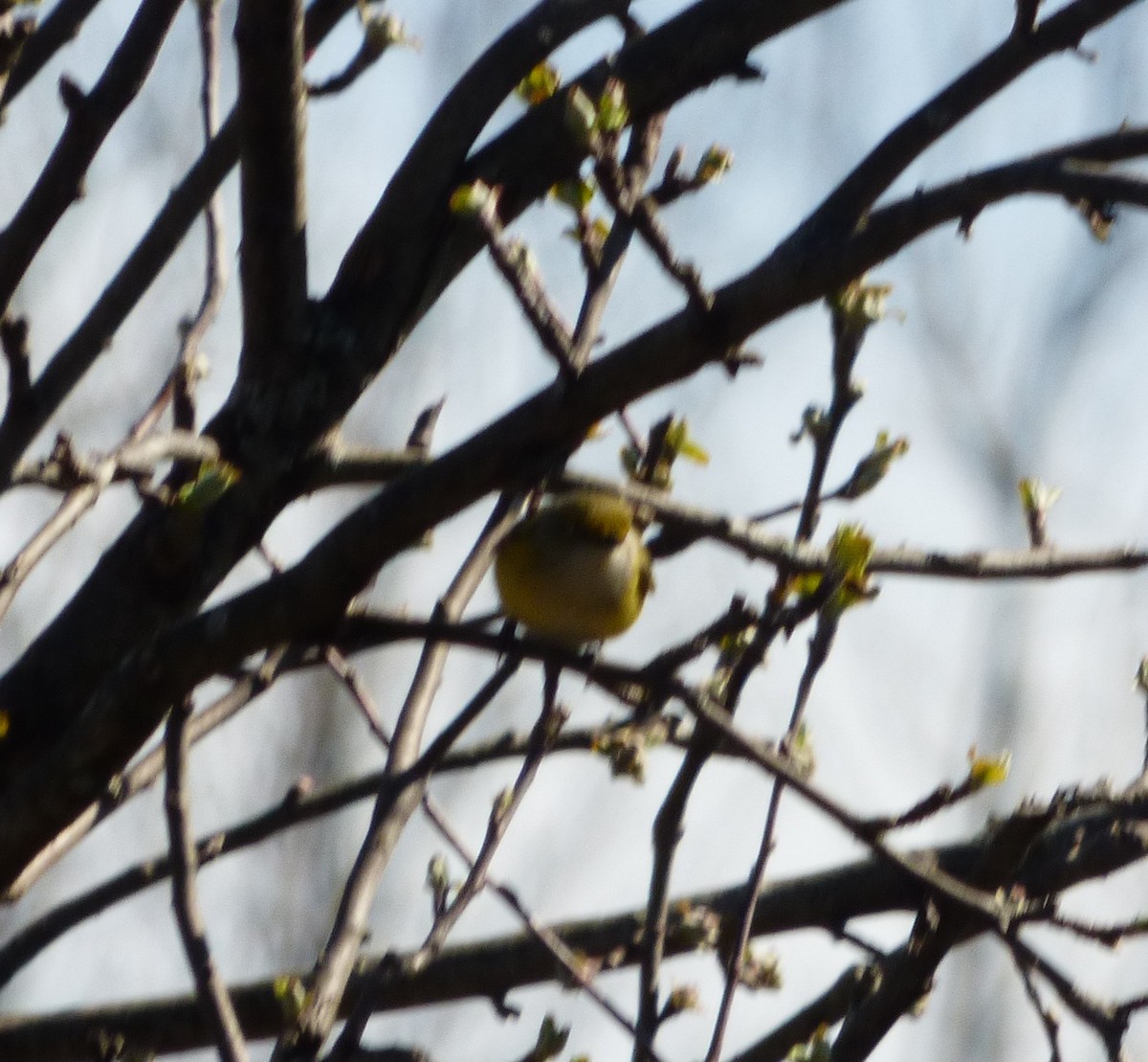 White-eyed Vireo - ML634976952